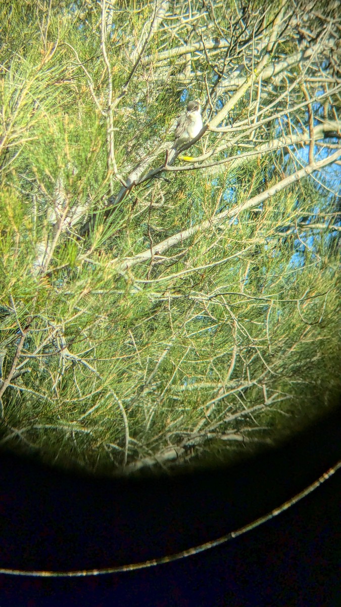 Gray Butcherbird - ML622118626