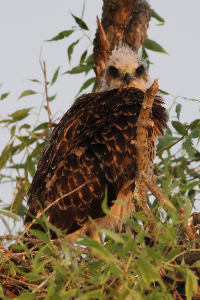 Swainson's Hawk - ML622118628