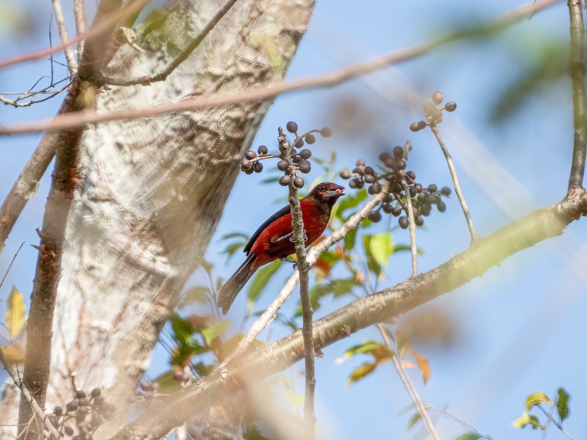 Crimson-backed Tanager - ML622118629