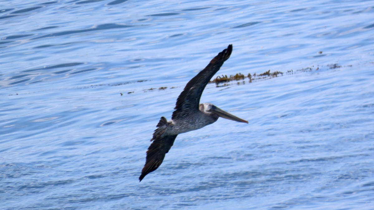 Brown Pelican - ML622118630