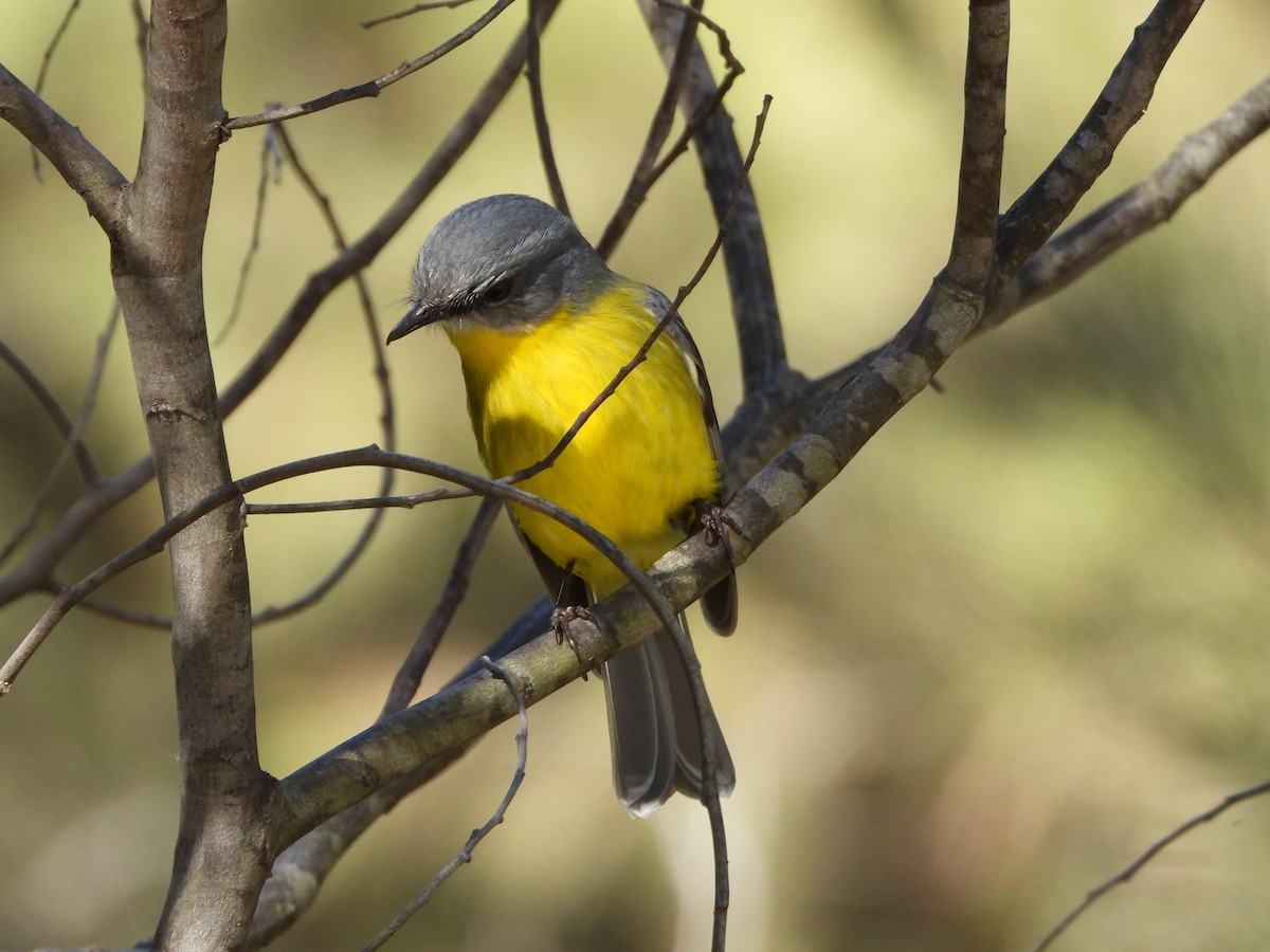 Eastern Yellow Robin - ML622118631