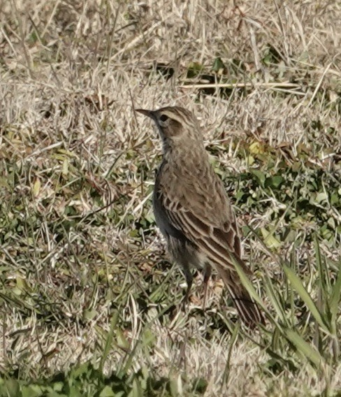 Australian Pipit - Robert Morison and Joyce Ives