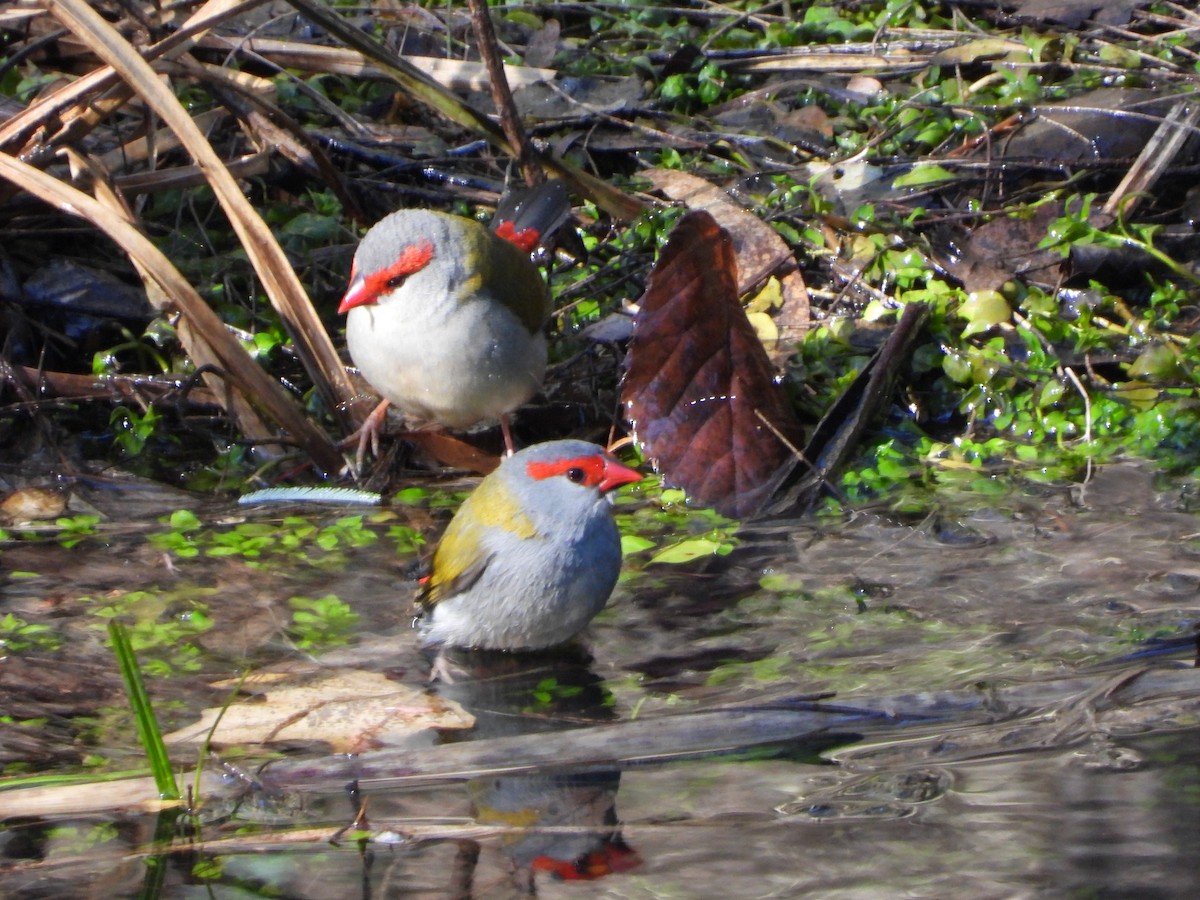 Red-browed Firetail - ML622118634