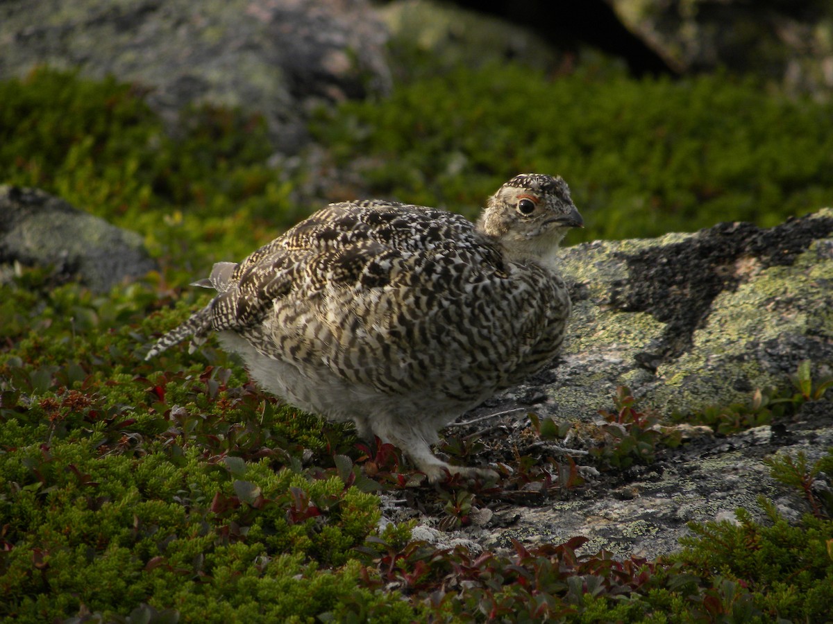 Willow Ptarmigan - ML622118635