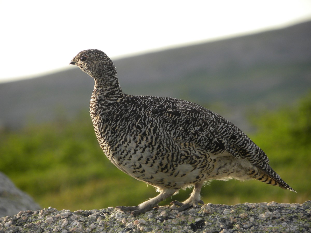 Willow Ptarmigan - ML622118639