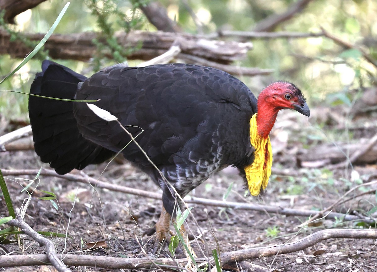 Australian Brushturkey - ML622118642