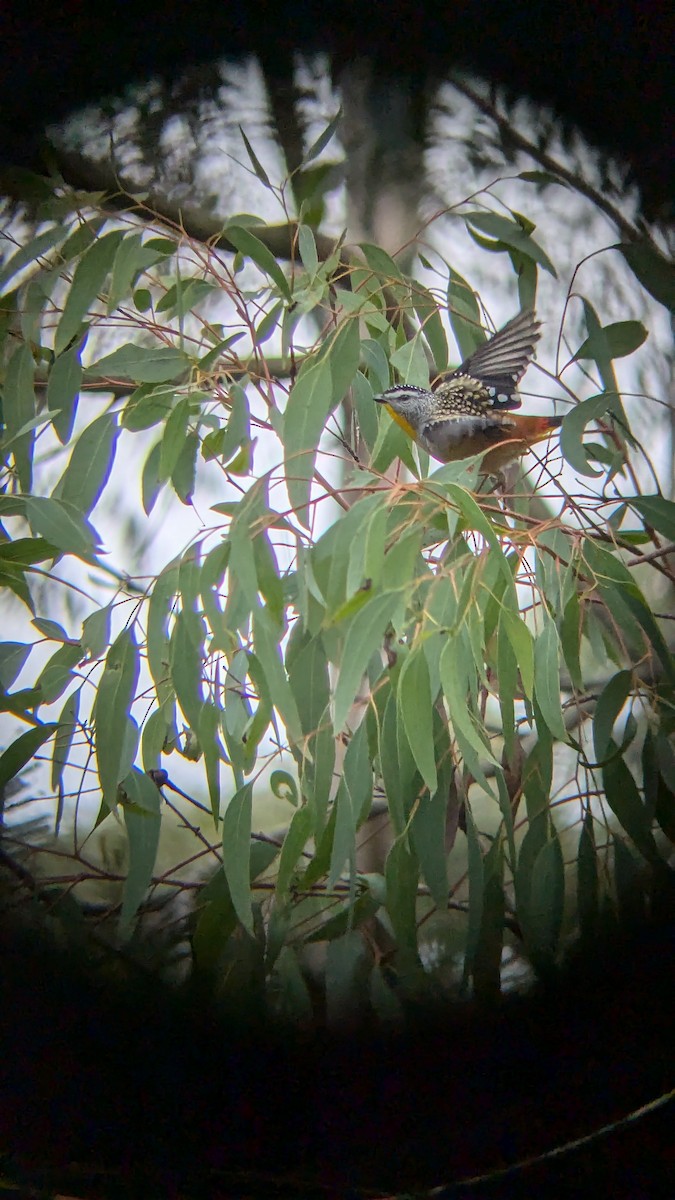 Spotted Pardalote - Tom Perrett