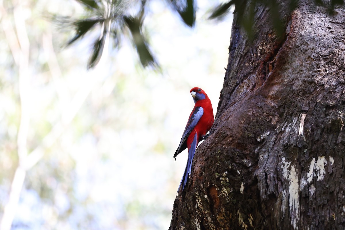 Crimson Rosella - Kumaran Arul