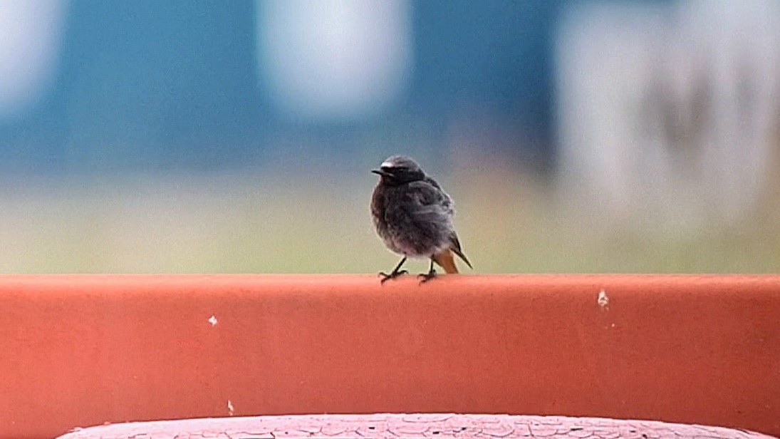 Black Redstart - Andre Güttler