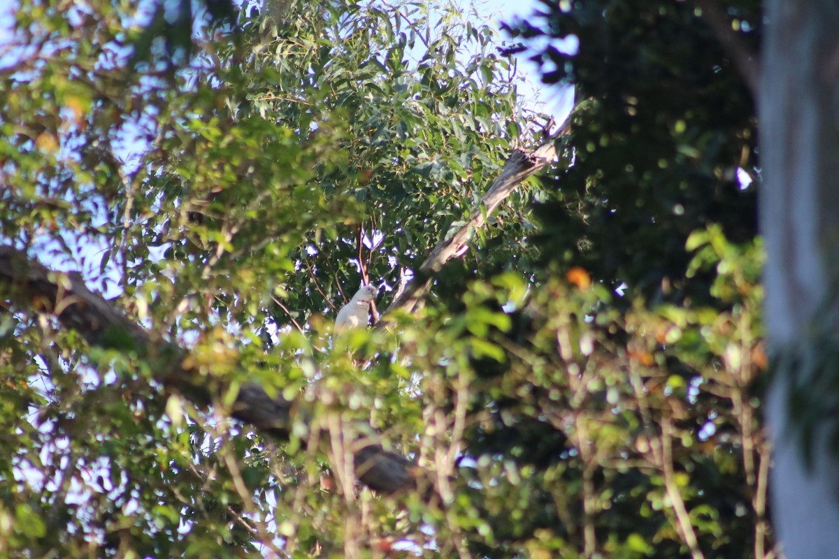 Long-billed Corella - ML622118667