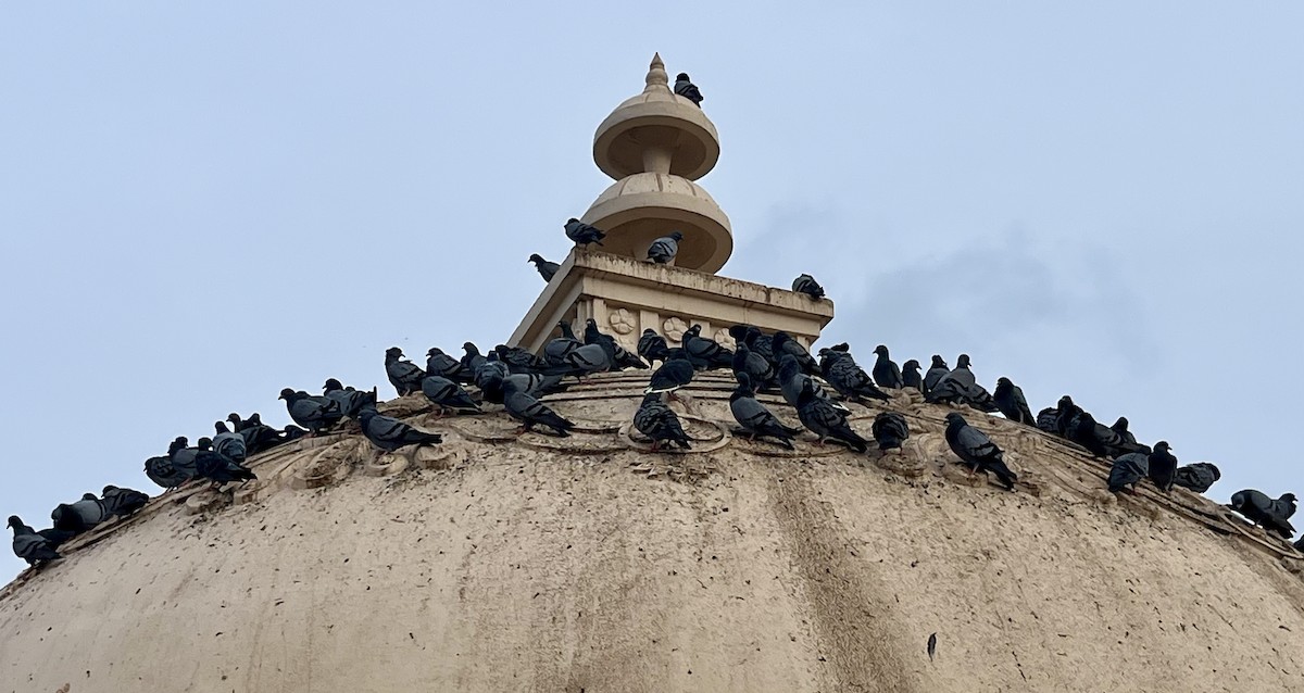 Rock Pigeon (Feral Pigeon) - ML622118717