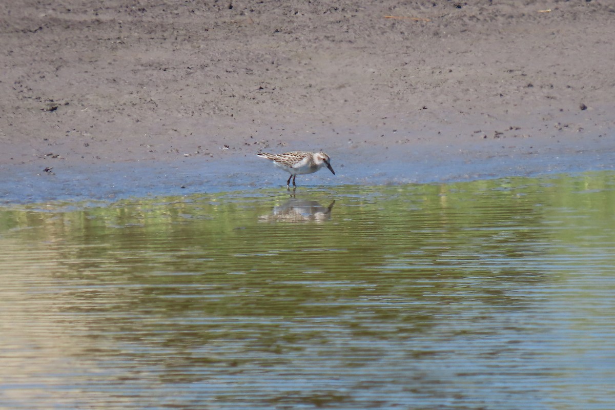 Sandstrandläufer - ML622118730