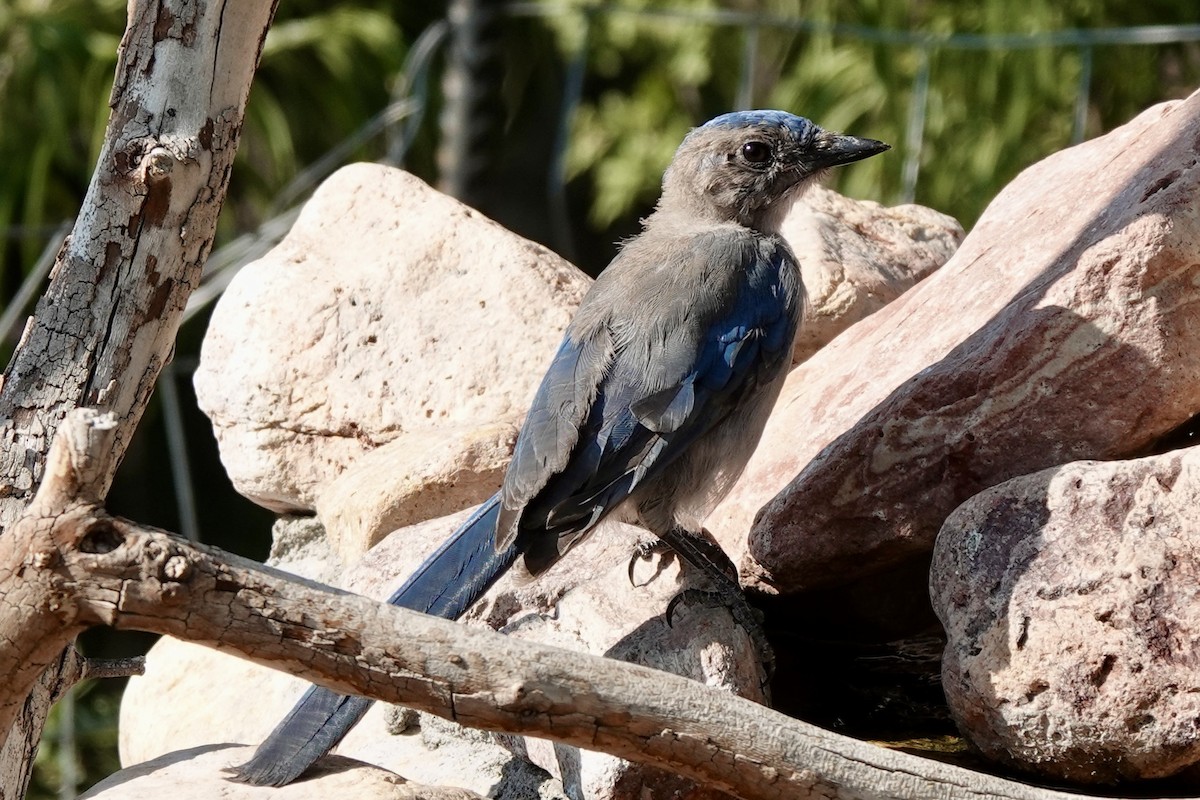 Woodhouse's Scrub-Jay - Bob Greenleaf