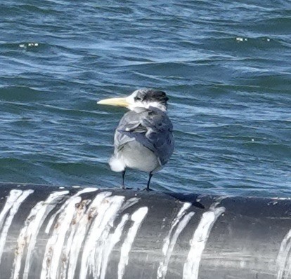 Great Crested Tern - Robert Morison and Joyce Ives