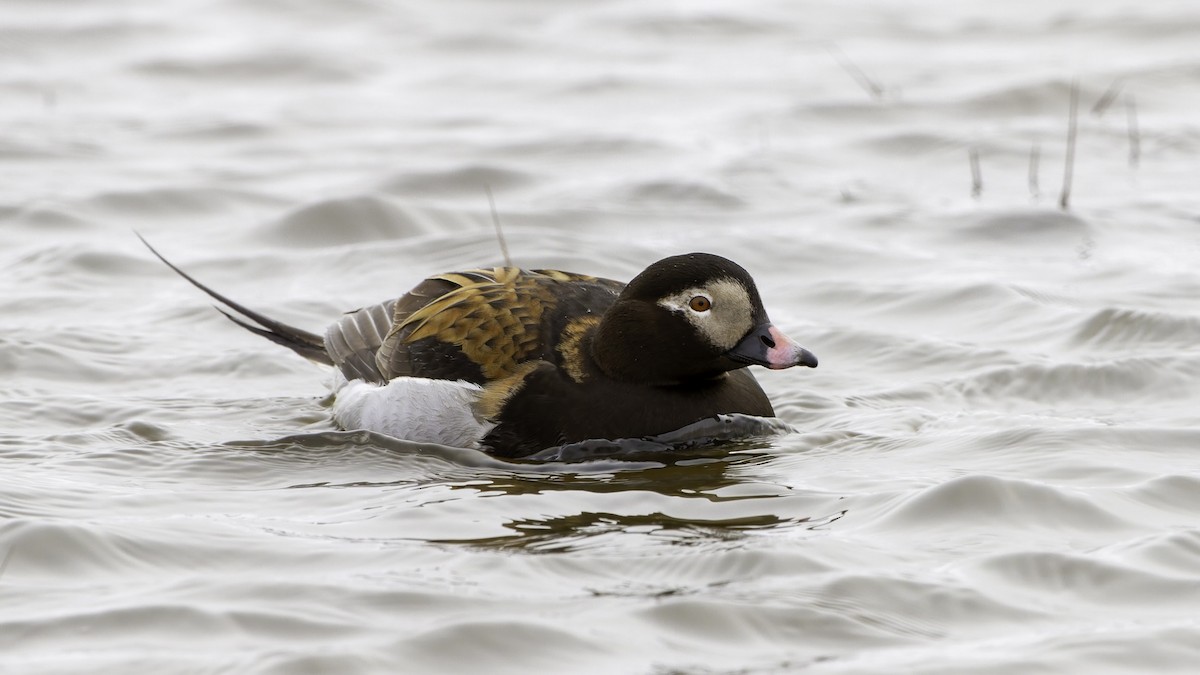 Long-tailed Duck - Robert Tizard