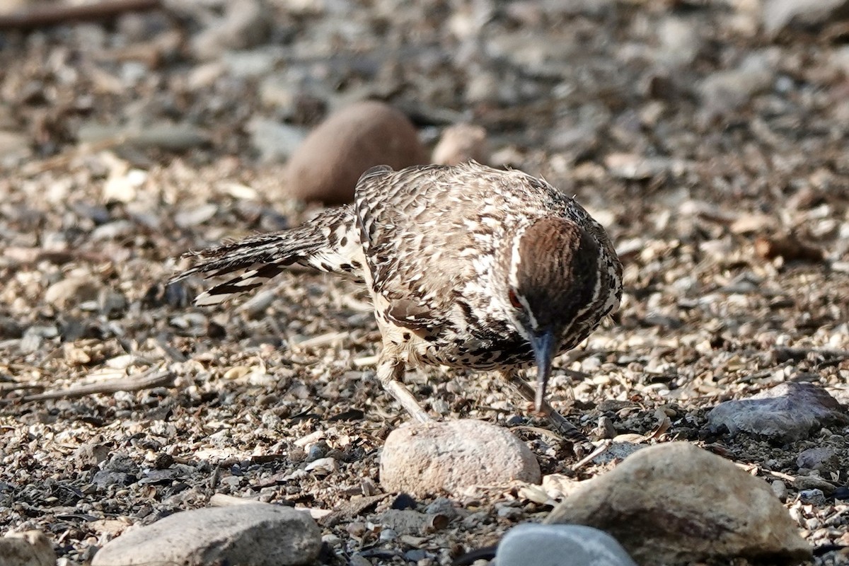 Cactus Wren - Bob Greenleaf