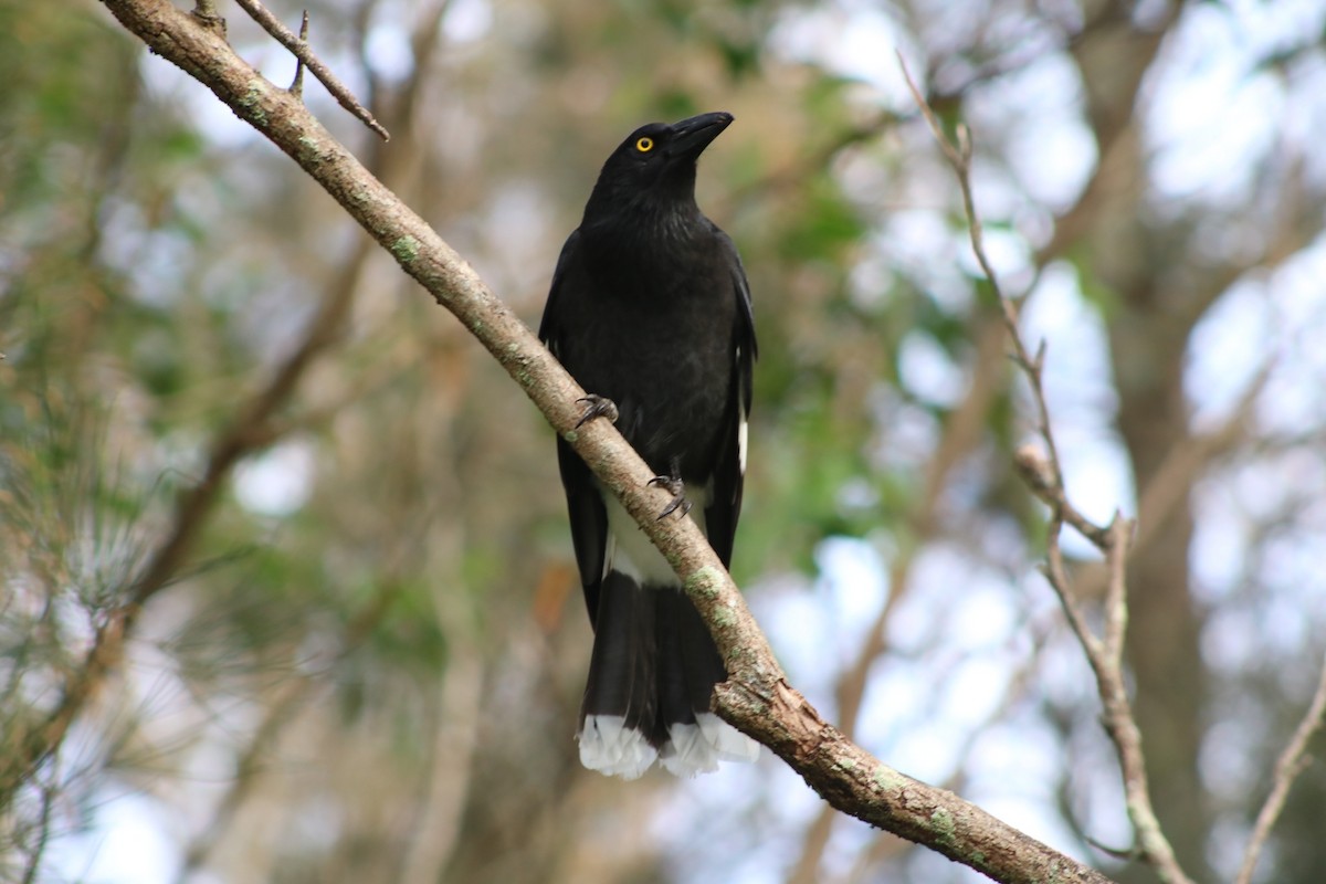 Pied Currawong - Oscar Dove