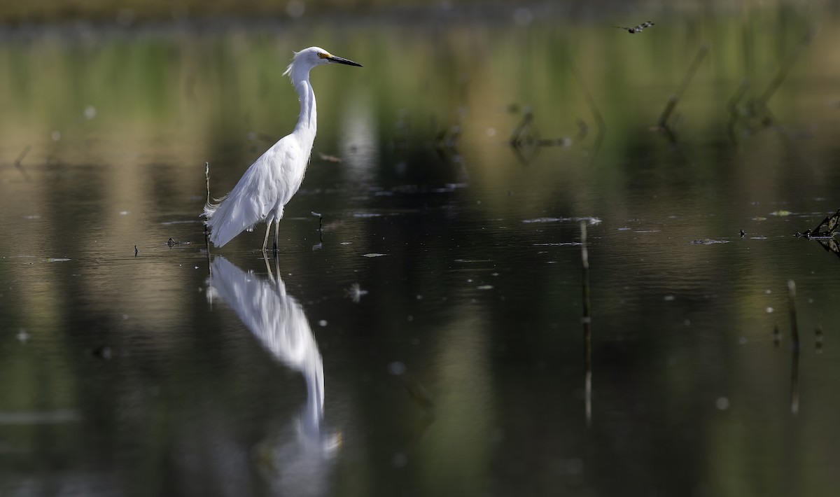 Snowy Egret - ML622118818