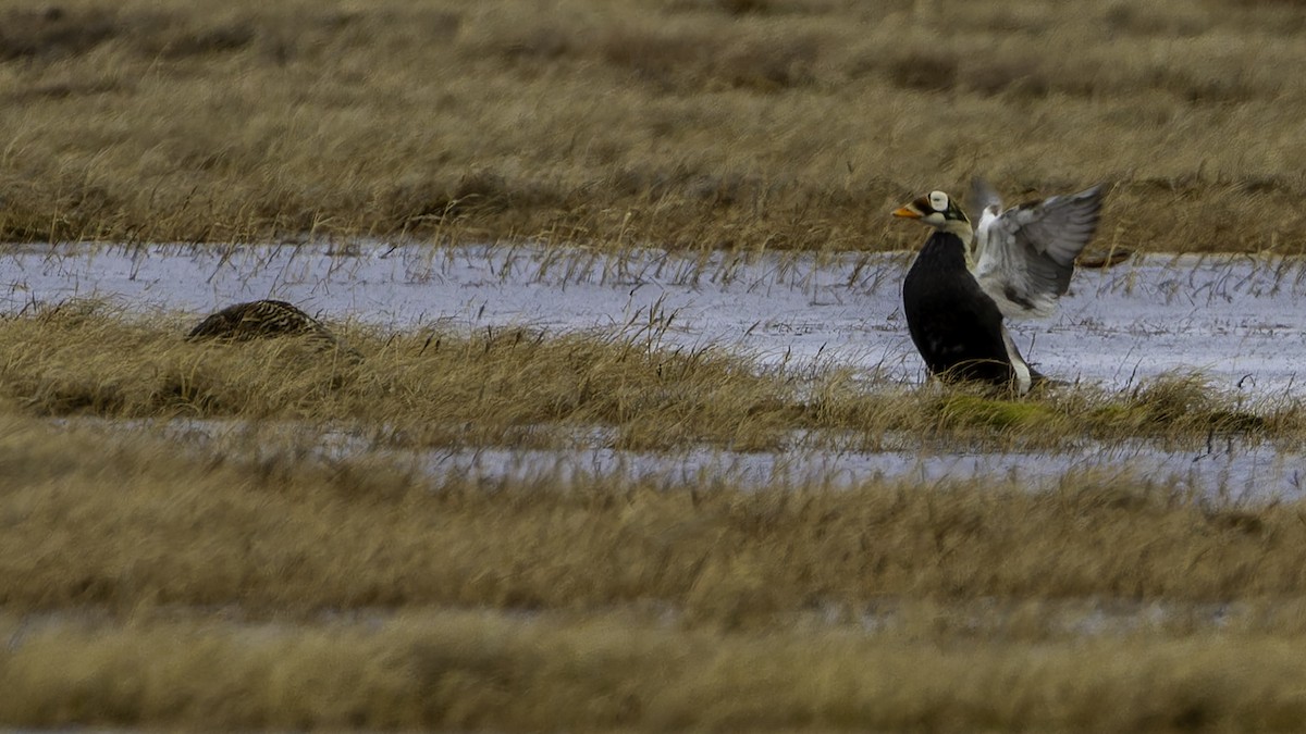 Spectacled Eider - ML622118824