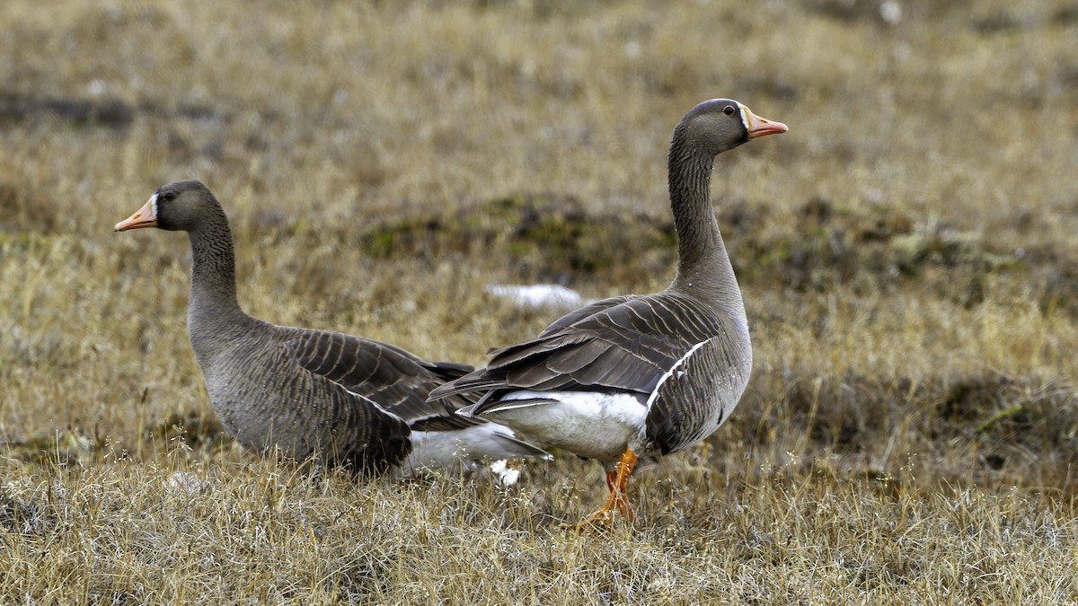 Greater White-fronted Goose (Western) - ML622118830