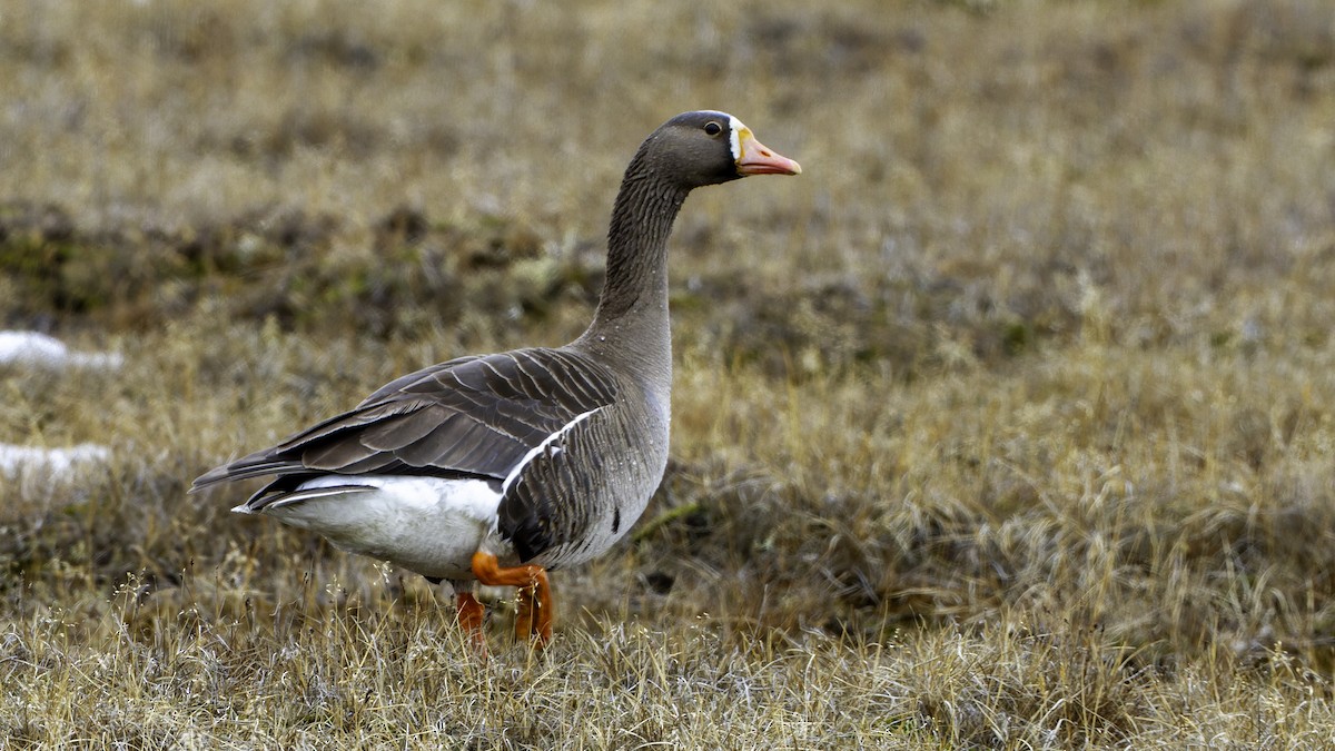 Greater White-fronted Goose (Western) - ML622118831