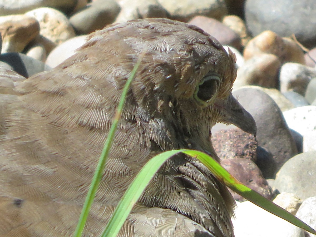 Mourning Dove - ML622118845