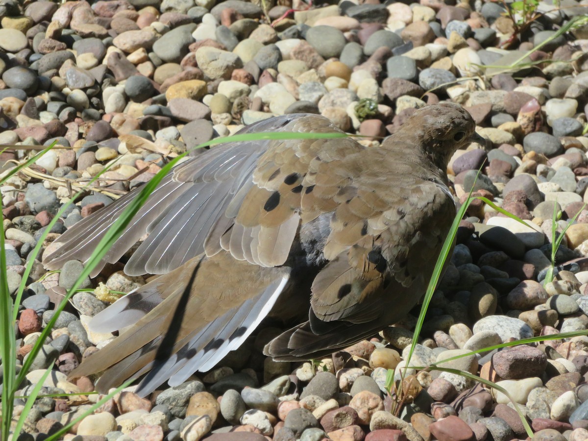 Mourning Dove - ML622118846