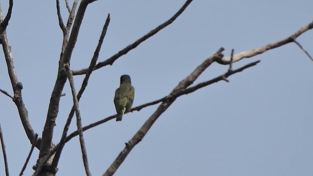 Coppersmith Barbet - ML622118853