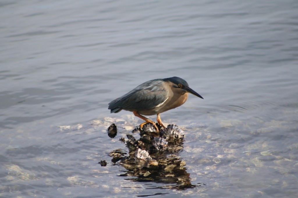 Striated Heron - ML622118860