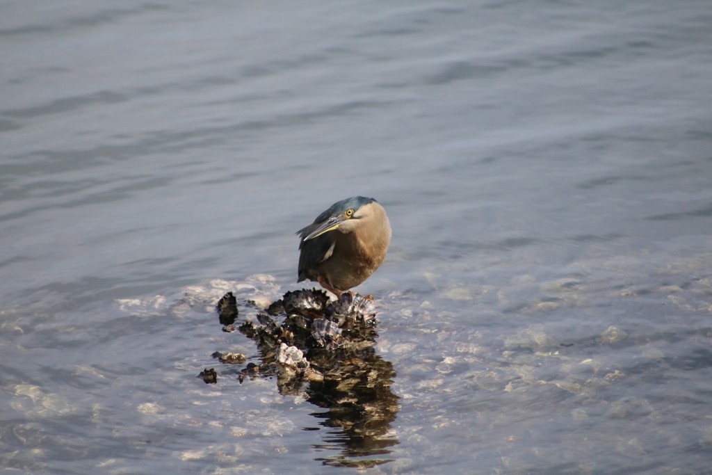 Striated Heron - ML622118861