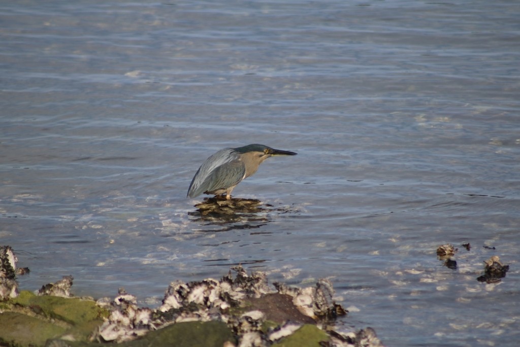 Striated Heron - ML622118862