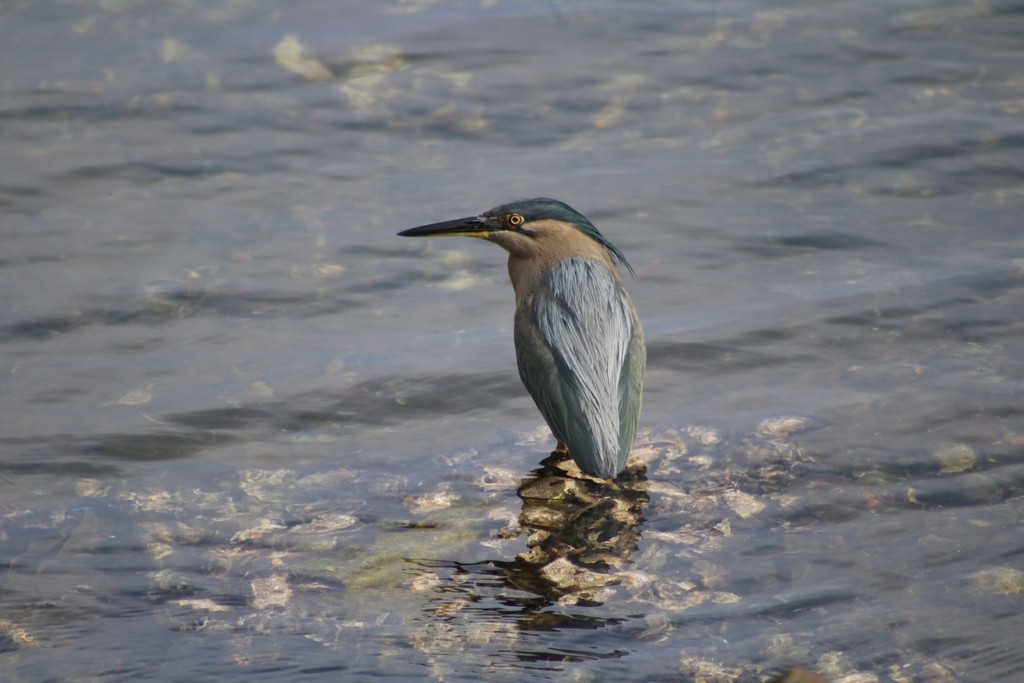 Striated Heron - ML622118863