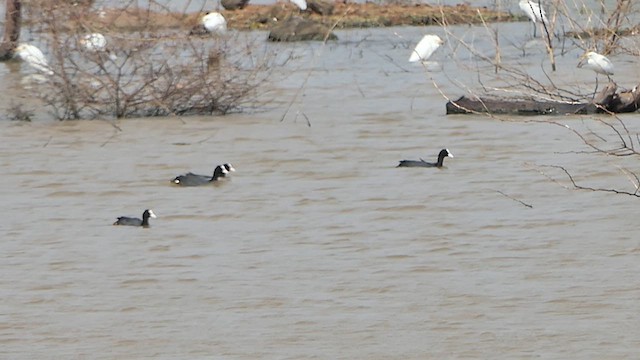 Eurasian Coot - ML622118864