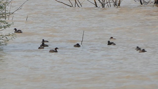 Little Grebe - ML622118874