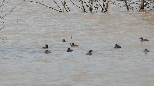 Little Grebe - ML622118878