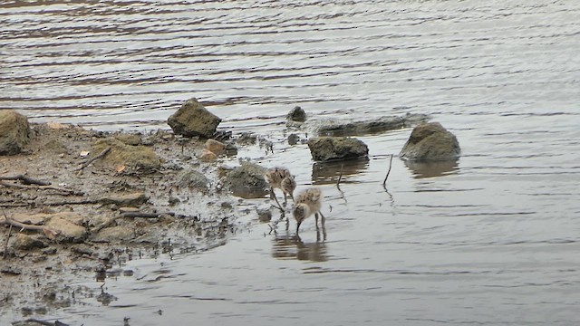 Échasse blanche - ML622118881