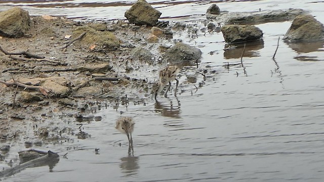 Échasse blanche - ML622118883