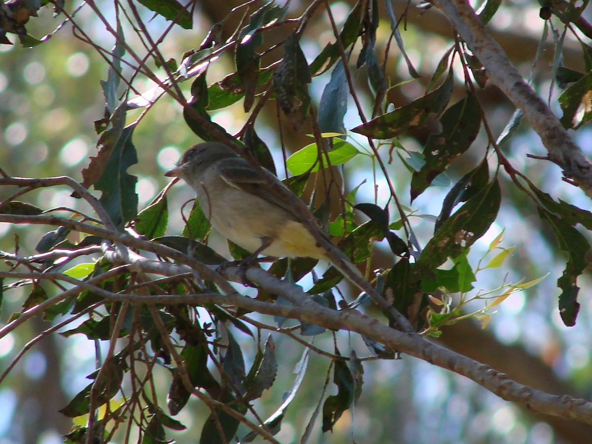Golden Whistler (Eastern) - ML622118884