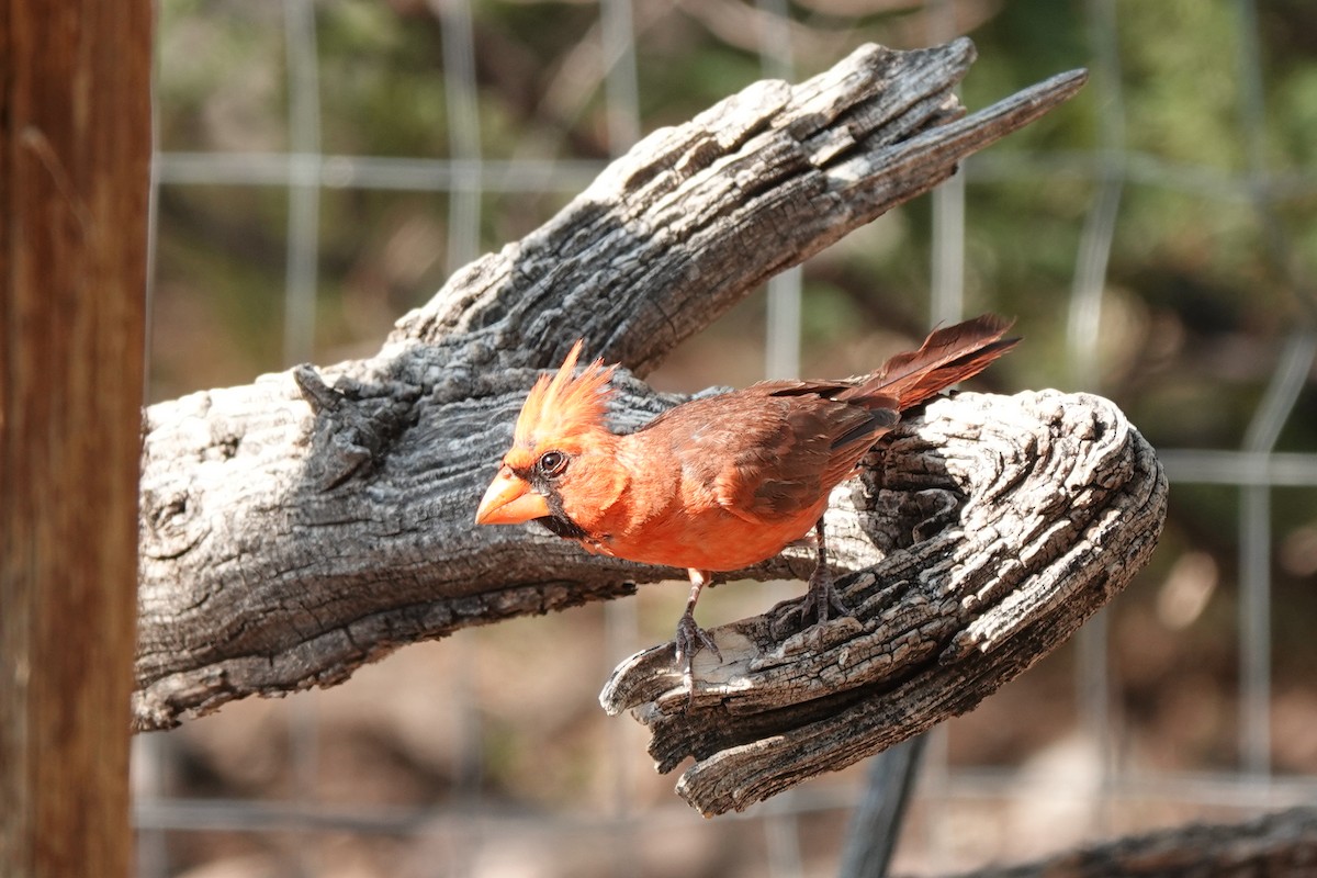 Northern Cardinal - Bob Greenleaf