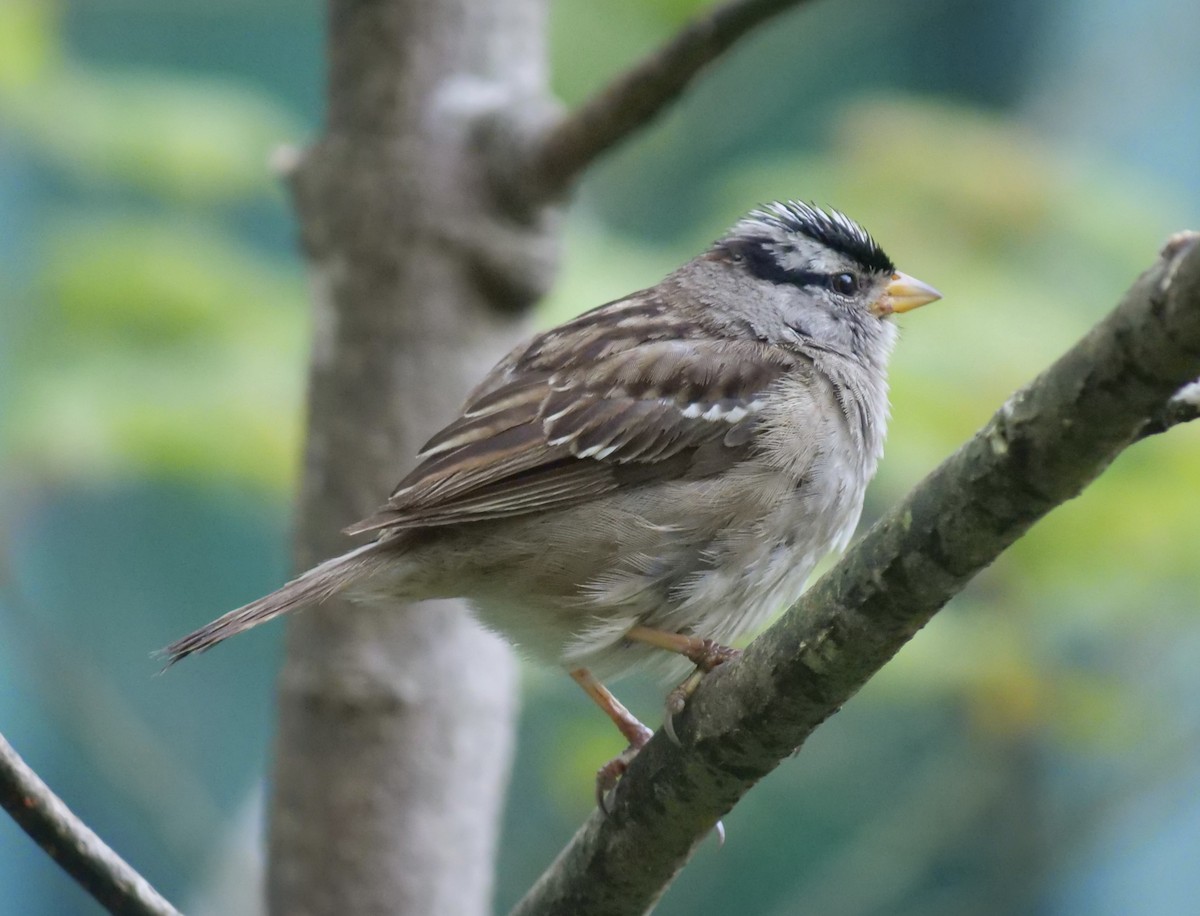 White-crowned Sparrow - Jan Bryant