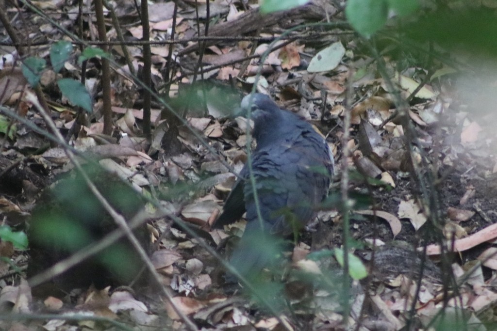 Вонга - ML622118891