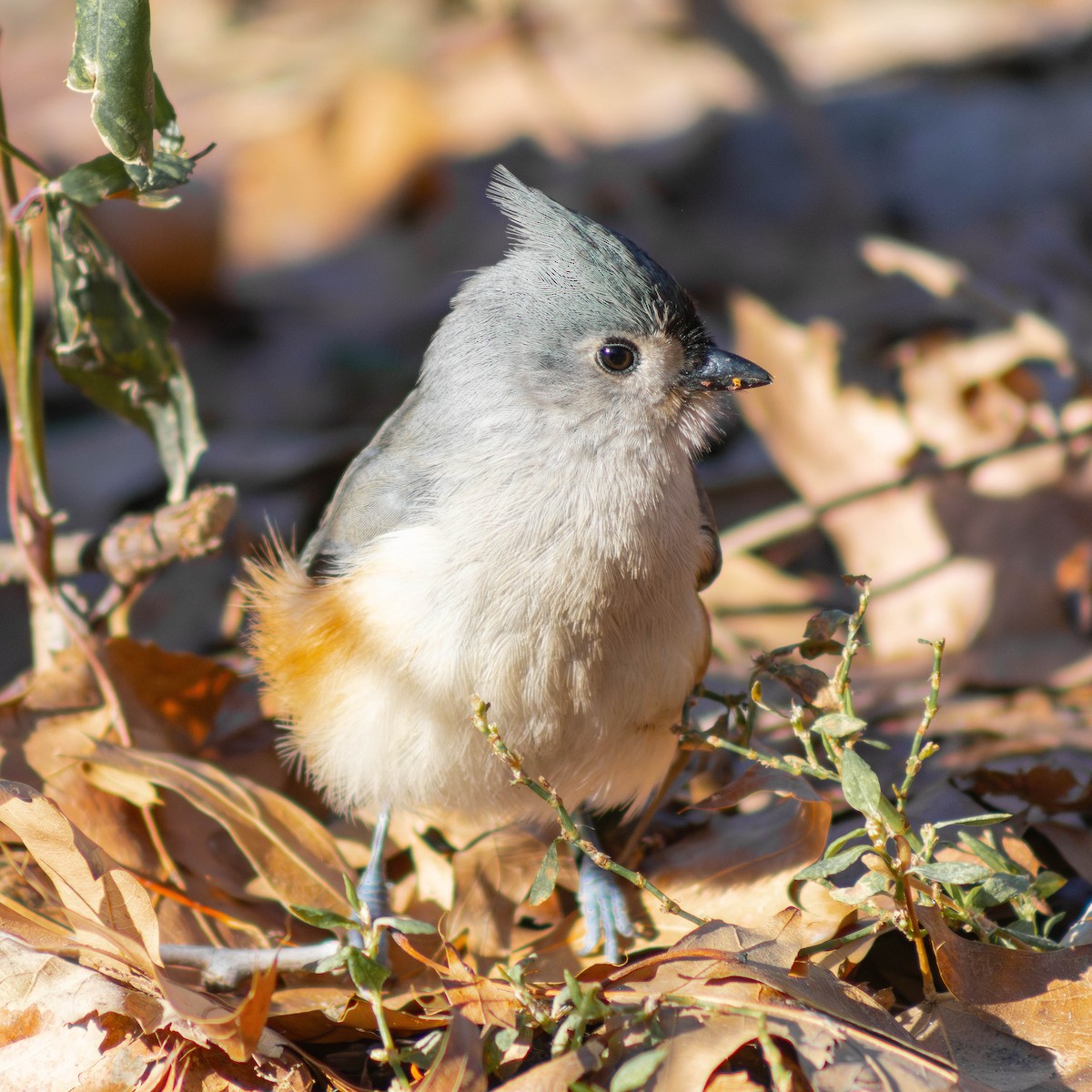 Tufted Titmouse - ML622118893