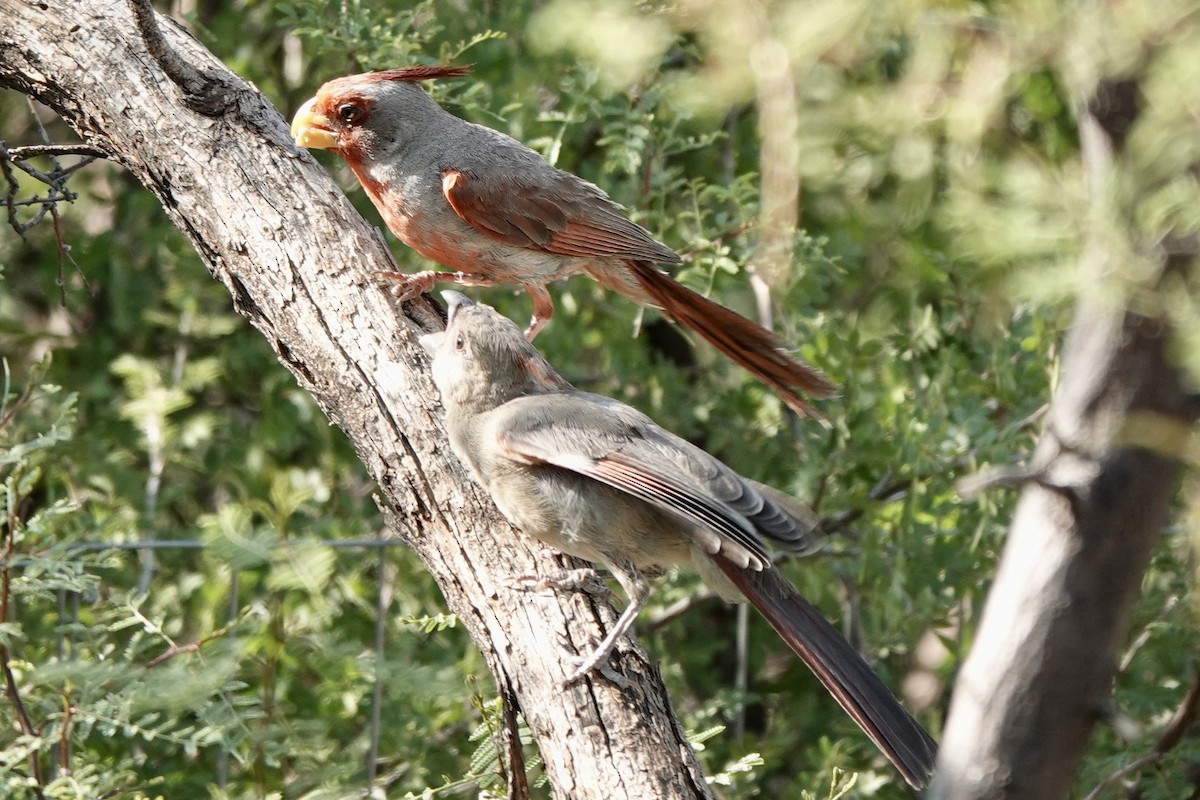 Pyrrhuloxia - Bob Greenleaf