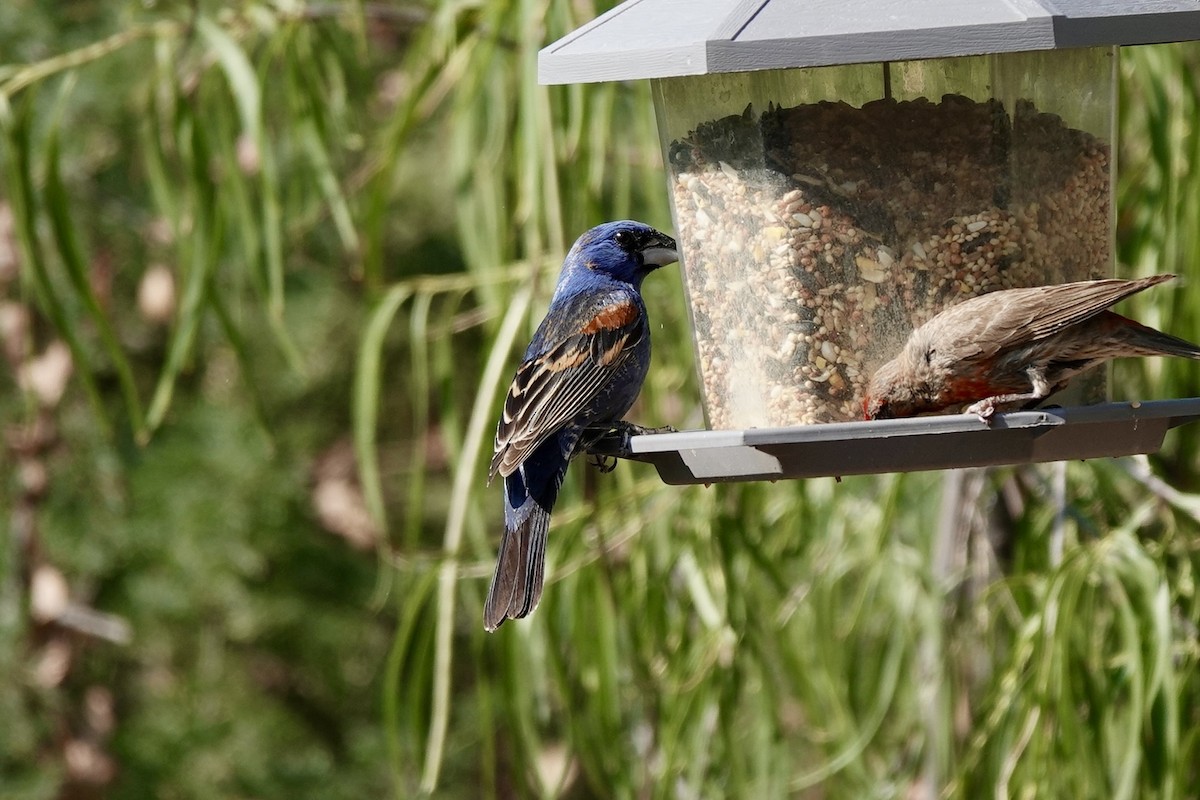 Blue Grosbeak - Bob Greenleaf