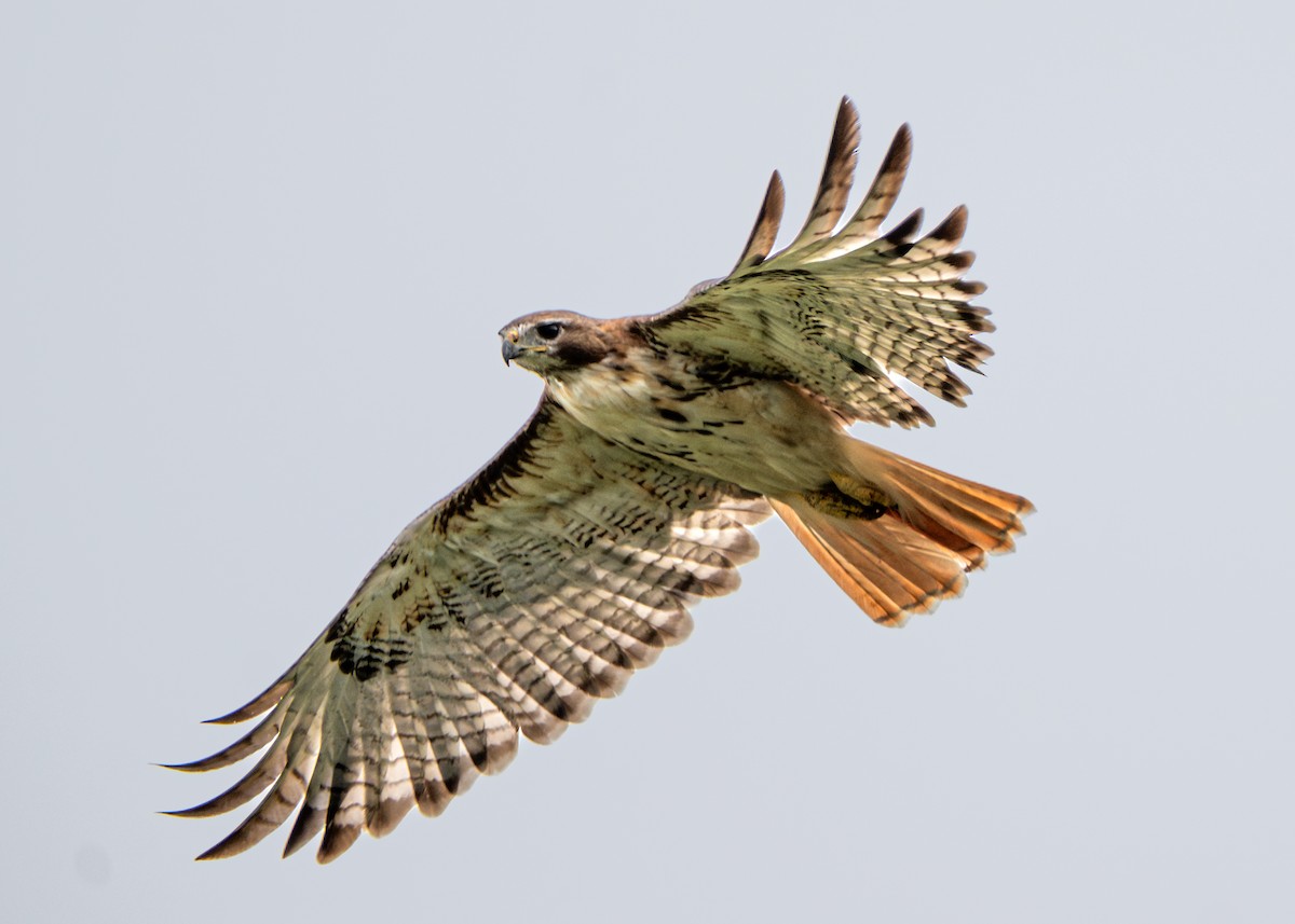 Red-tailed Hawk - Dori Eldridge