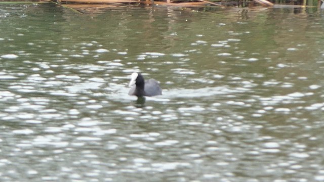 Eurasian Coot - ML622118918