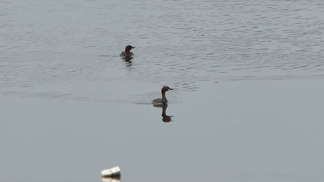 Little Grebe - ML622118920