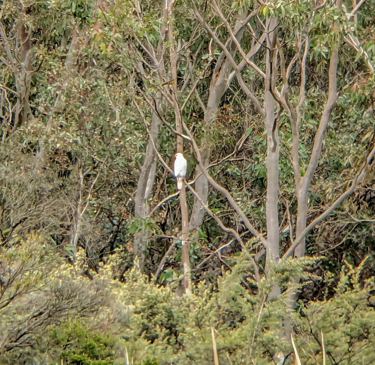 eBird Checklist - 17 May 2024 - La Trobe University Bundoora--Nangak ...
