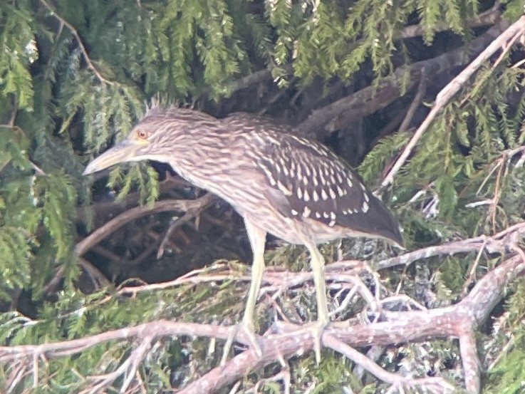 Black-crowned Night Heron - Jennifer Miller