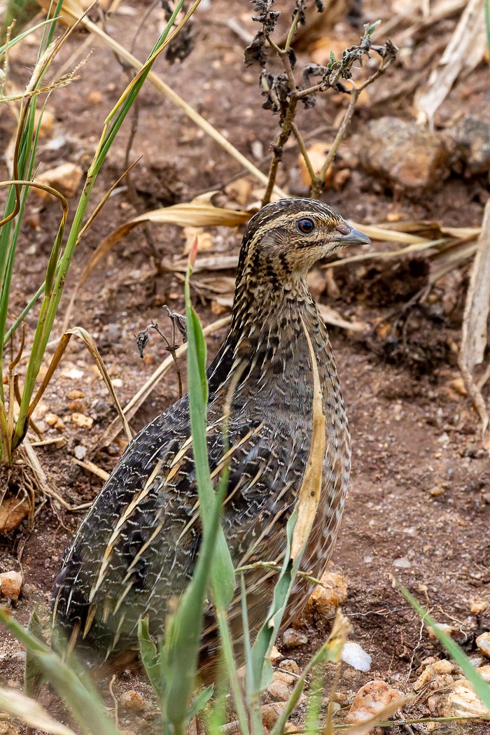 Harlequin Quail - ML622118983